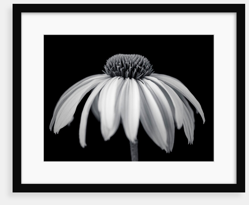 Coneflower by Assaf Frank